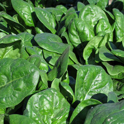 Deep green spinach leaves in the bed