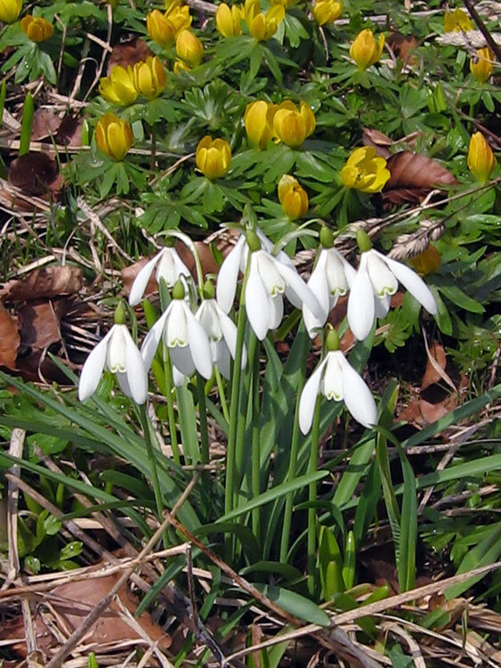 Snowdrops in flower in late winter, with yellow winter aconites behind