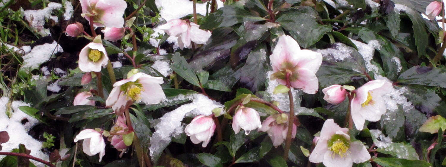 Hellebores (Helleborus) with pinkish white flowers in the snow