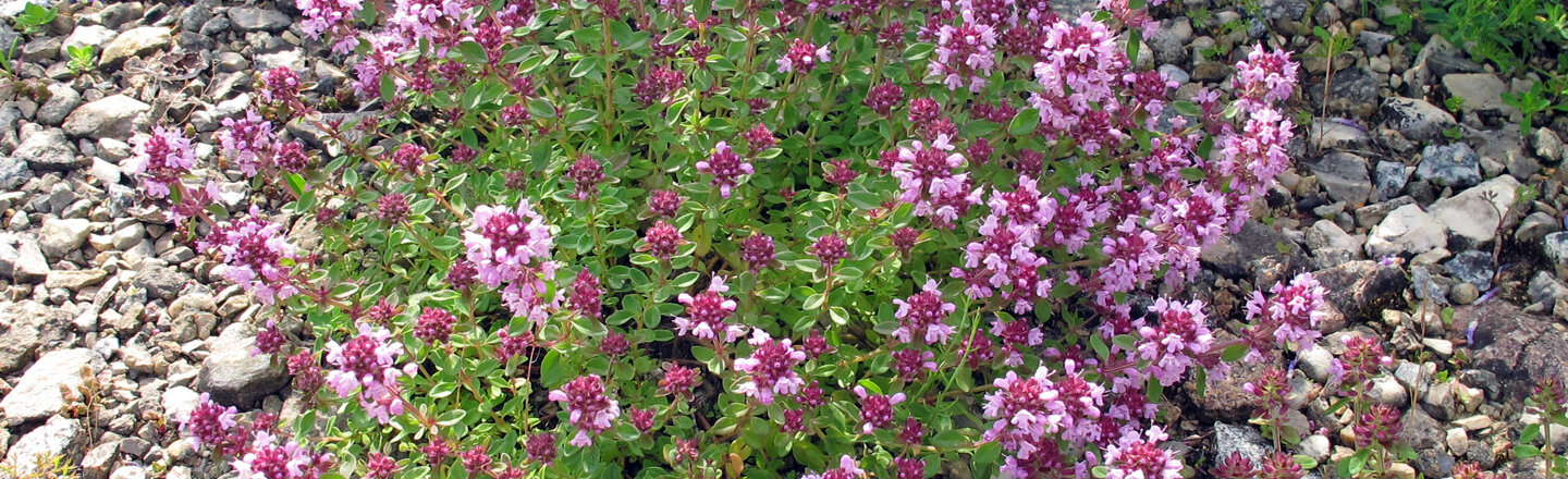 Mulching with gravel: a flowering cushion plant with pink flowers on a layer of gravel