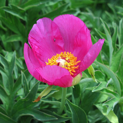 Common peony (Paeonia officinalis ssp. banatica) with a single pink flower