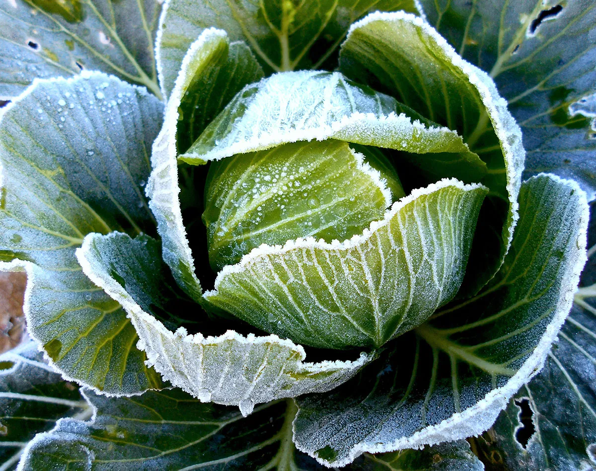 Winter Vegetables