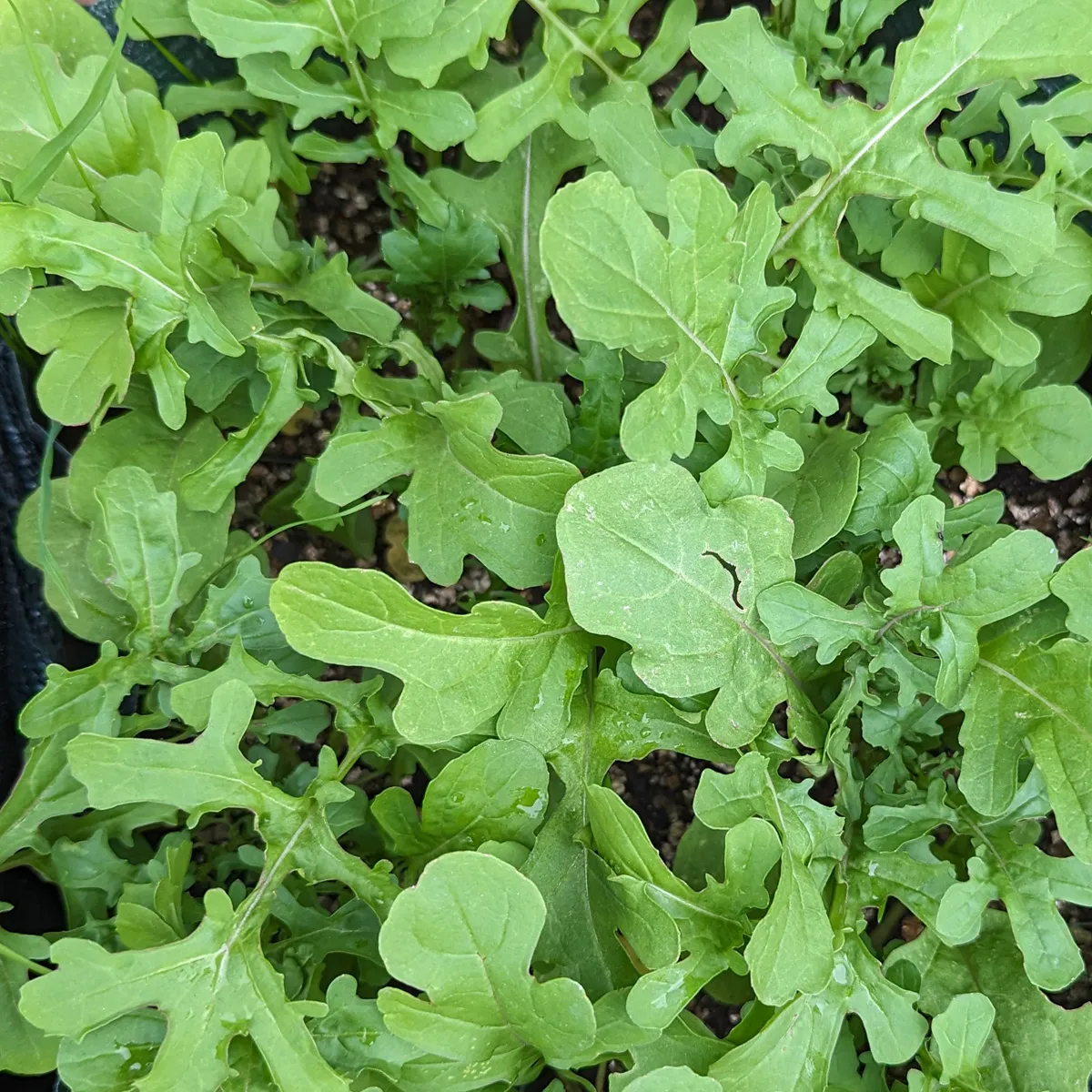Rauke 'Esmee' / Garten-Senfrauke / Rucola (Eruca vesicaria subsp. sativa) Bio Saatgut