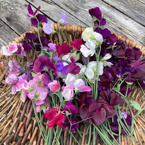 Freshly cut sweet peas in white, pink and purple on a wicker basket