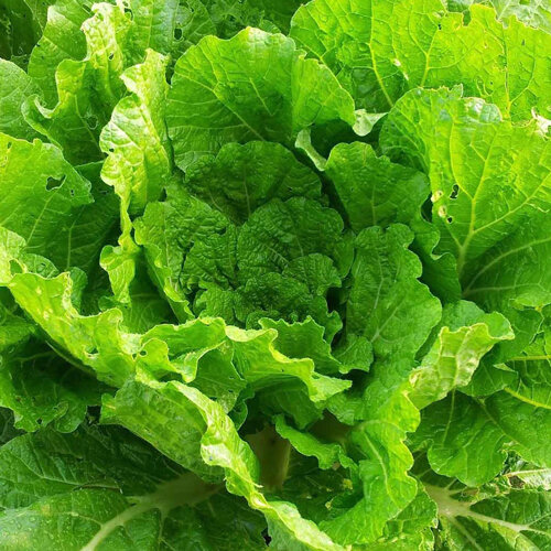 Chinese cabbage 'Wong Bok' with loosely layered, light green leaves