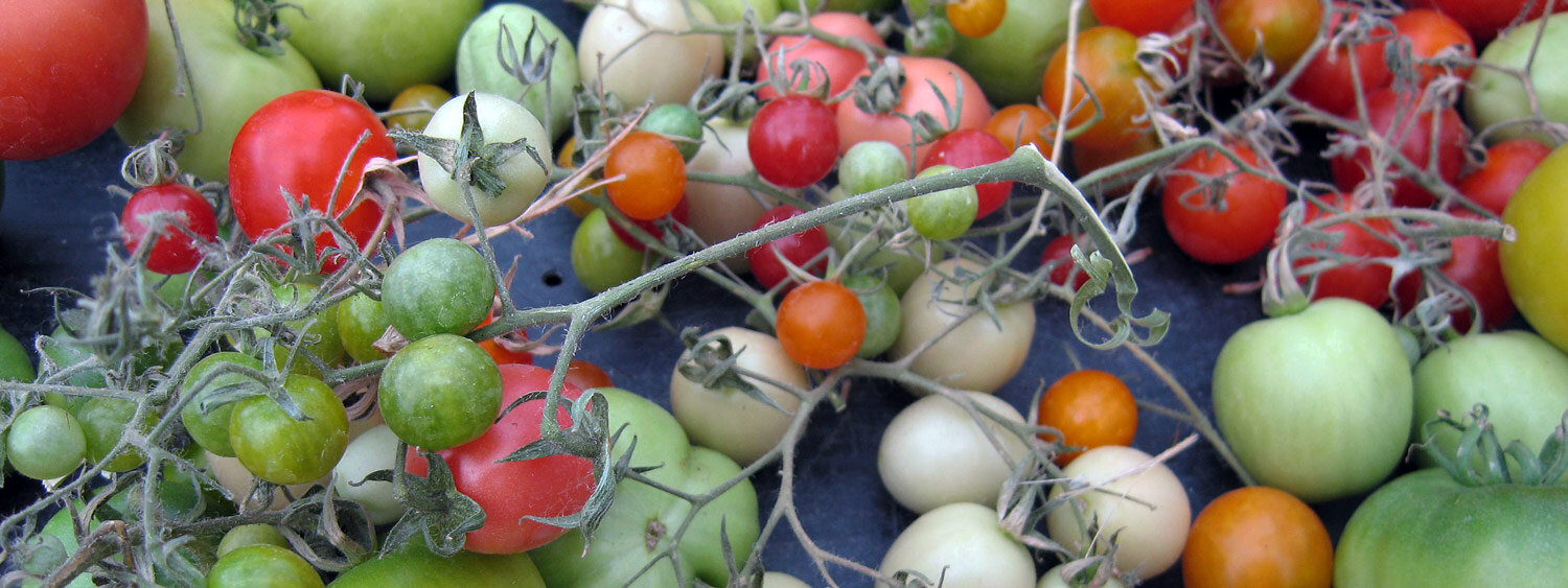 Tomatoes ripening