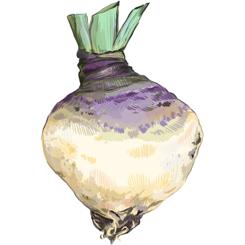 Heirloom Root Vegetables