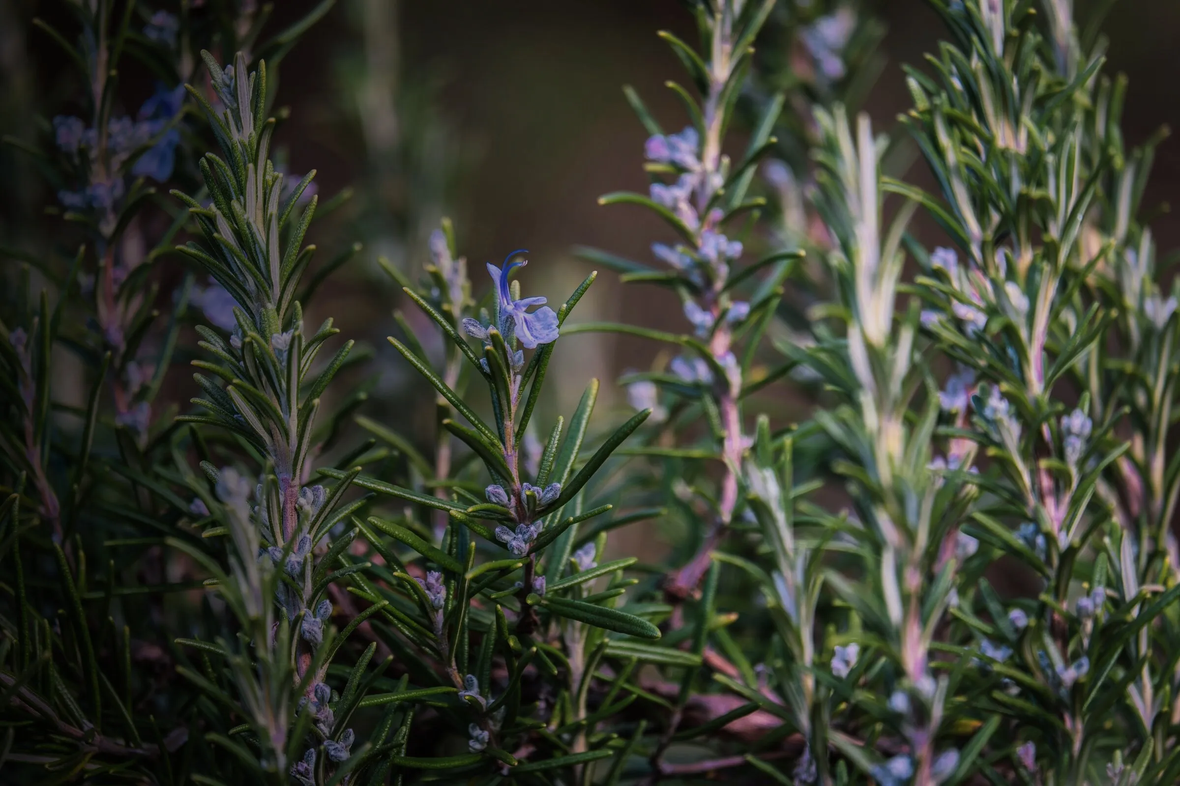 Rosmarinzweige mit hellblauen Blüten