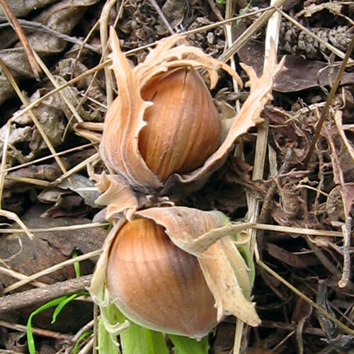 Ripe hazelnuts in their husks on autumn leaves