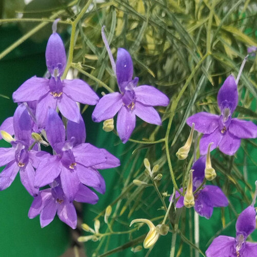 Larkspur (Consolida ajacis) with violet, spurred flowers