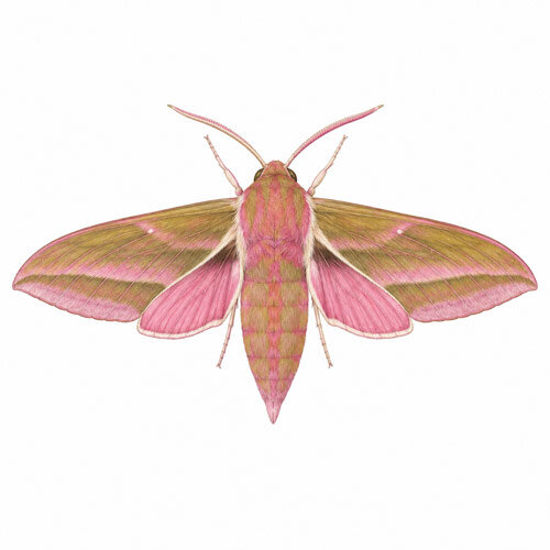 Illustration of the elephant hawk-moth (Deilephila elpenor)