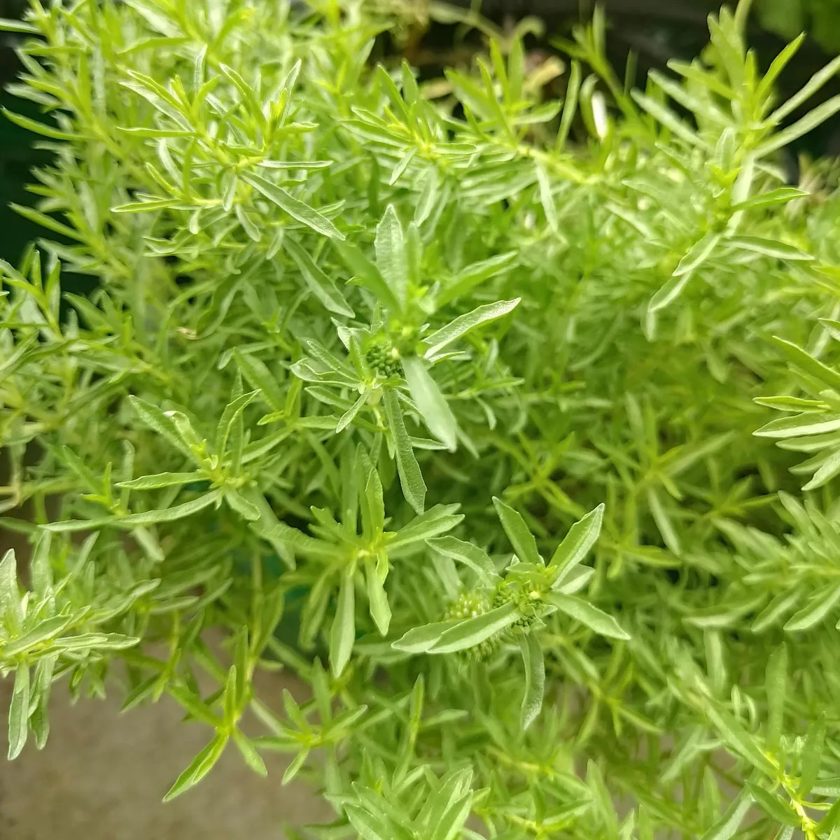 Hirsch-Minze / Cervinaminze (Mentha cervina) Bio Saatgut