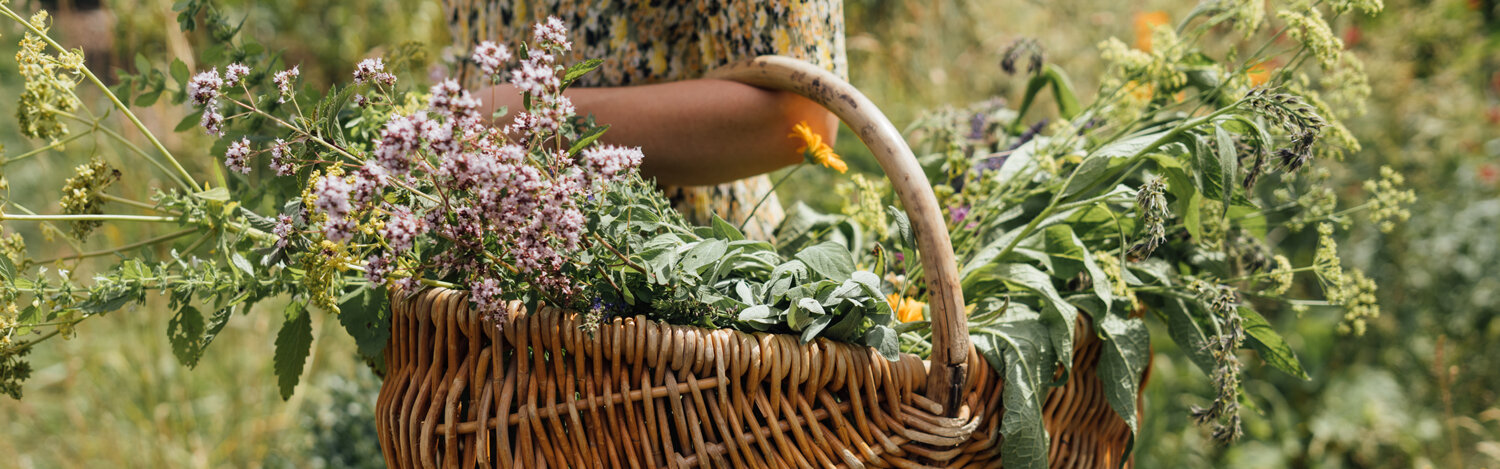 Harvesting herbs in late summer