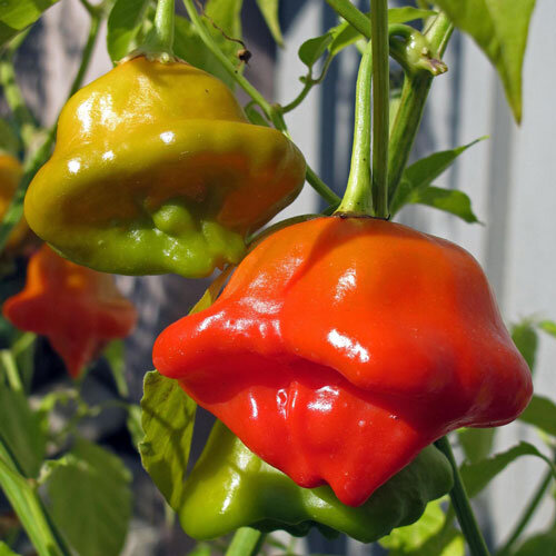 Bell chilli with red and yellowish green bell-shaped fruits on the plant