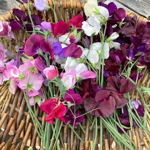 Freshly cut sweet peas in pink, white, purple and burgundy on a wicker basket