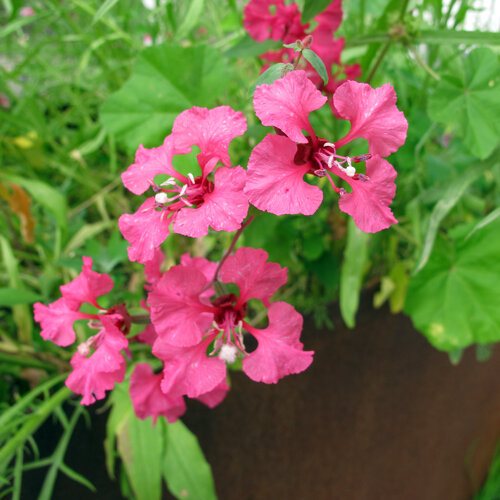 Clarkia (Clarkia elegans) with bright pink flowers