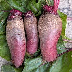 Freshly harvested beetroot with long roots on their leaves