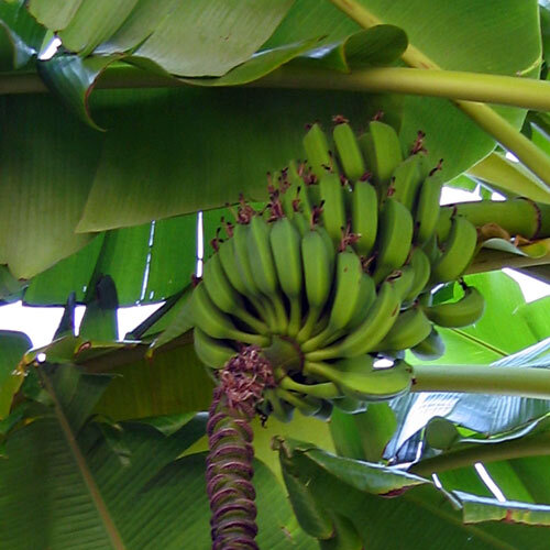 Banana plant with green, unripe bananas and flower stalk