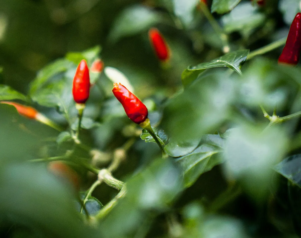 Sowing chili peppers