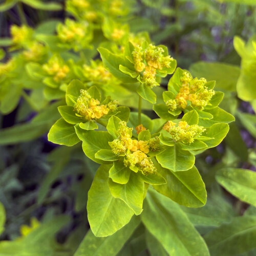 Cushion spurge with yellow-green bracts and small yellow flowers