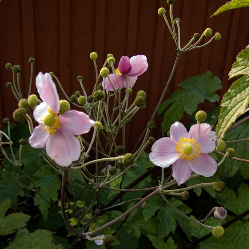 Japanese anemone (Anemone hupehensis) with pink flowers and round buds