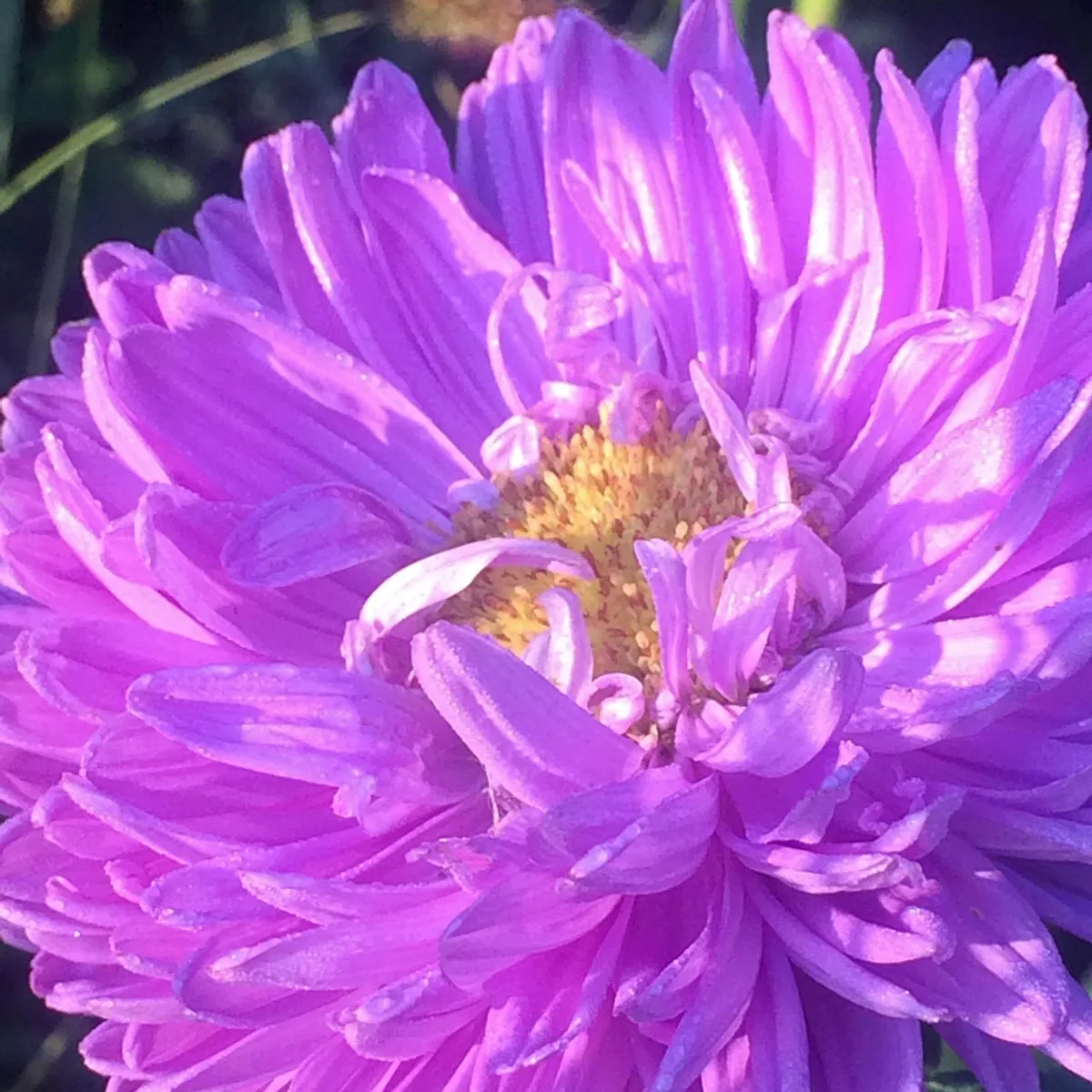 Krallenaster (Callistephus chinensis) Bio Saatgut