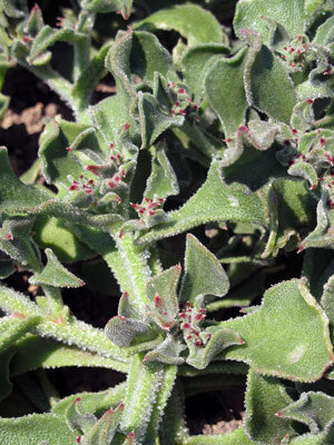 Ice plant (Mesembryanthemum crystallinum) with fleshy, glistening leaves