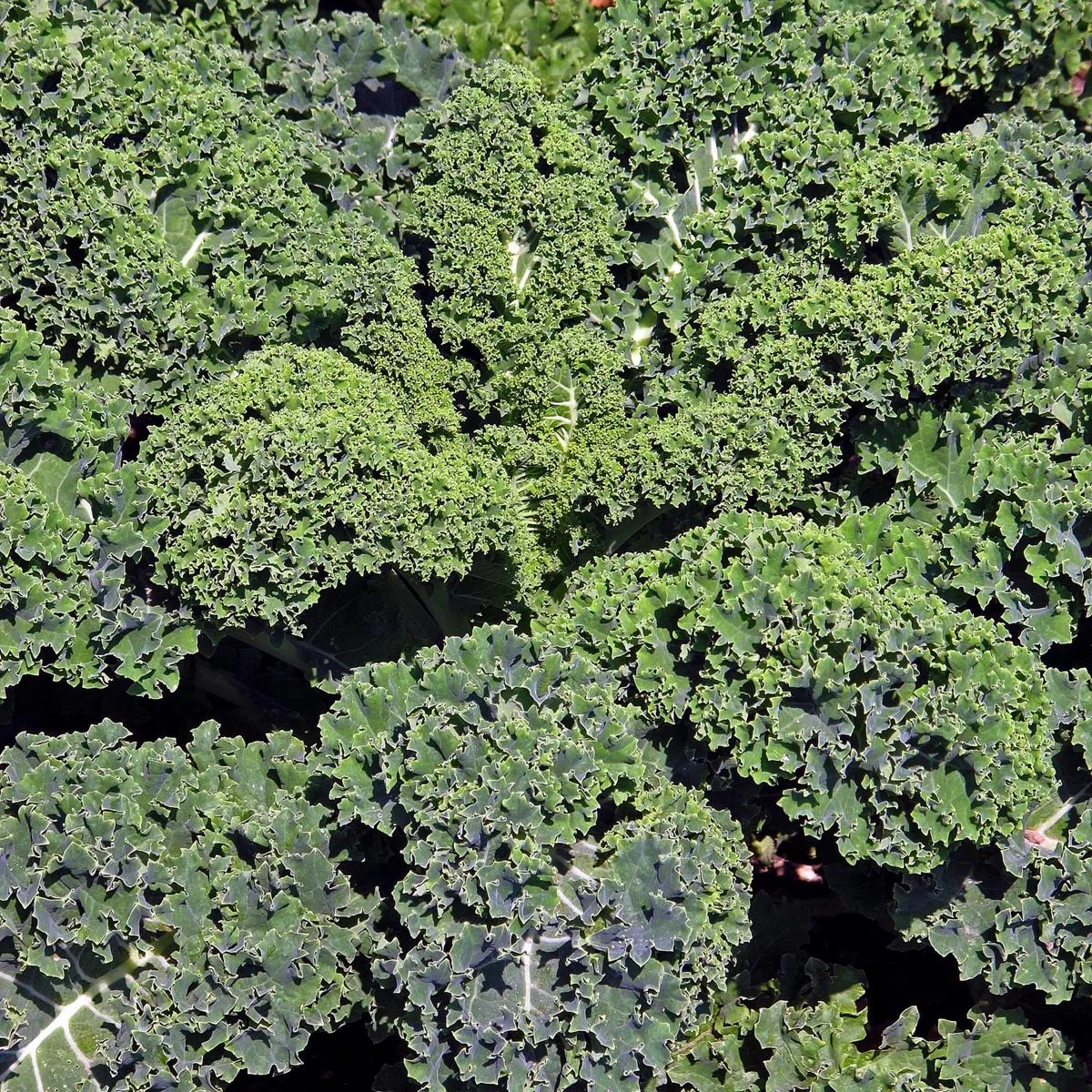 Grünkohl 'Lerchenzungen' (Brassica oleracea convar. acephala var. sabellica) Samen