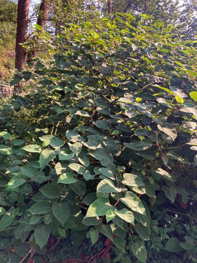 Japanese knotweed (Fallopia japonica)
