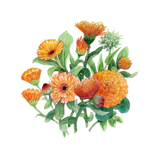 Illustration: orange pot marigolds with flowers and buds
