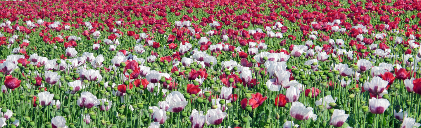 Field of opium poppies