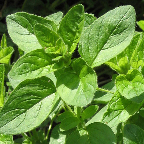 Oregano with softly hairy green leaves