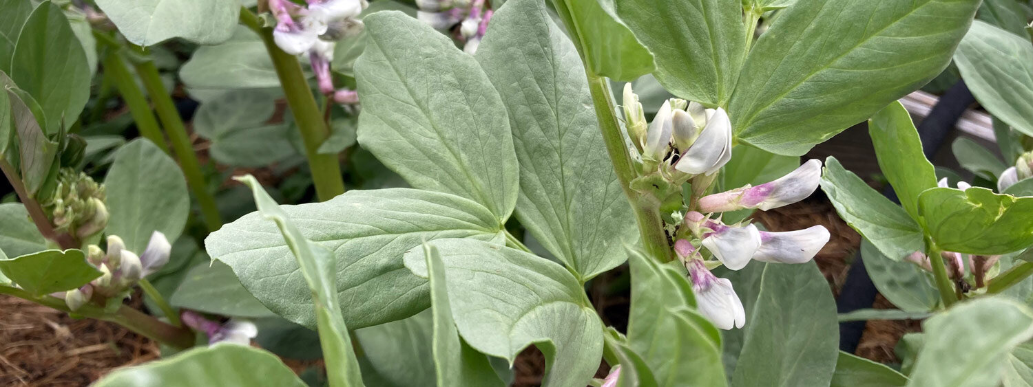 Broad beans flowering with white and purple blossoms in a bed