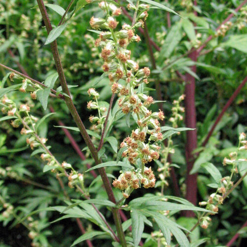 Mugwort (Artemisia vulgaris) in flower with small reddish flower heads