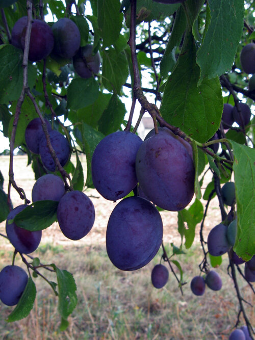 Ripe blue damson plums on the tree