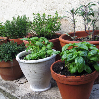 Kitchen herbs such as basil in terracotta pots against a house wall