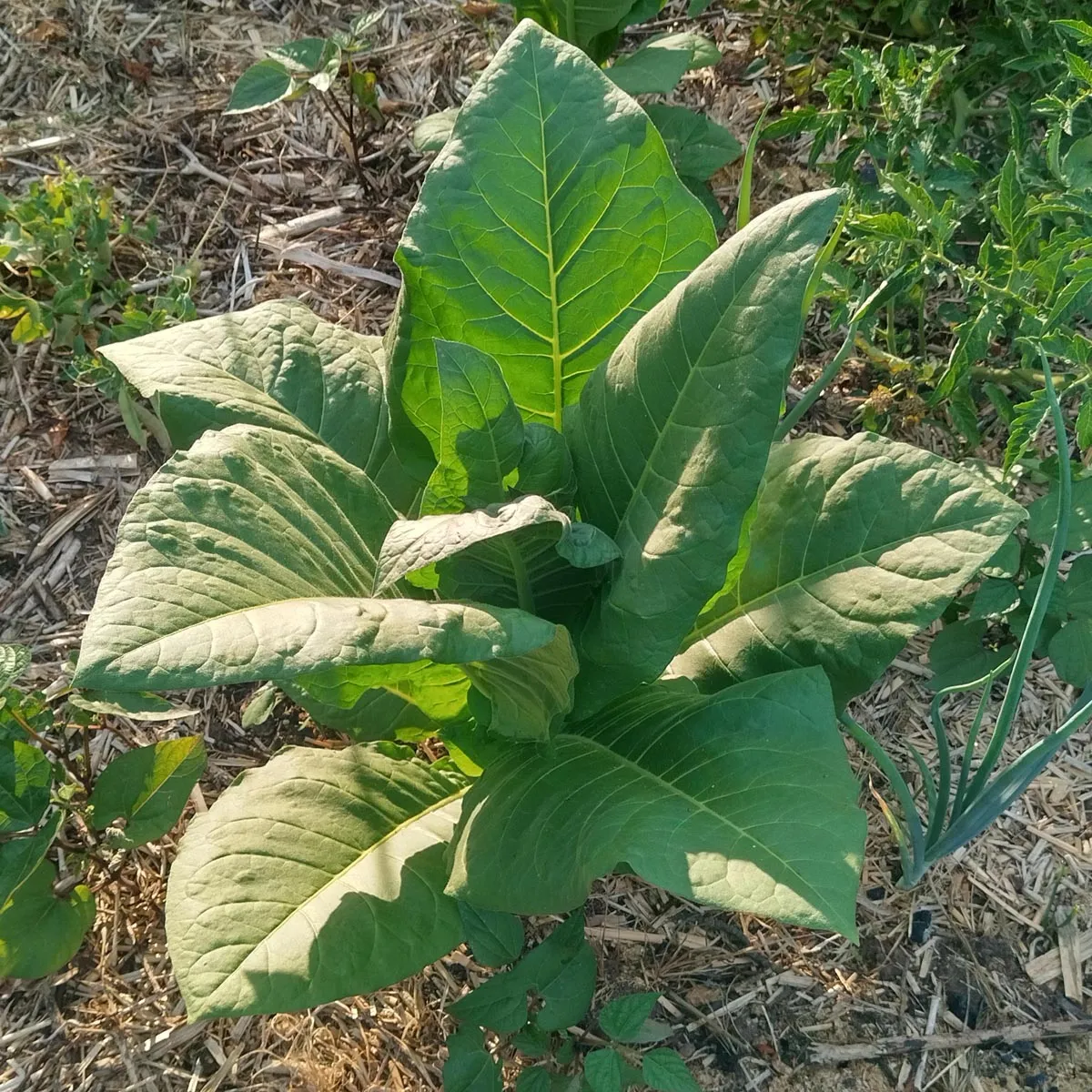 Tabak 'Badischer Geudertheimer' (Nicotiana tabacum) Bio Saatgut