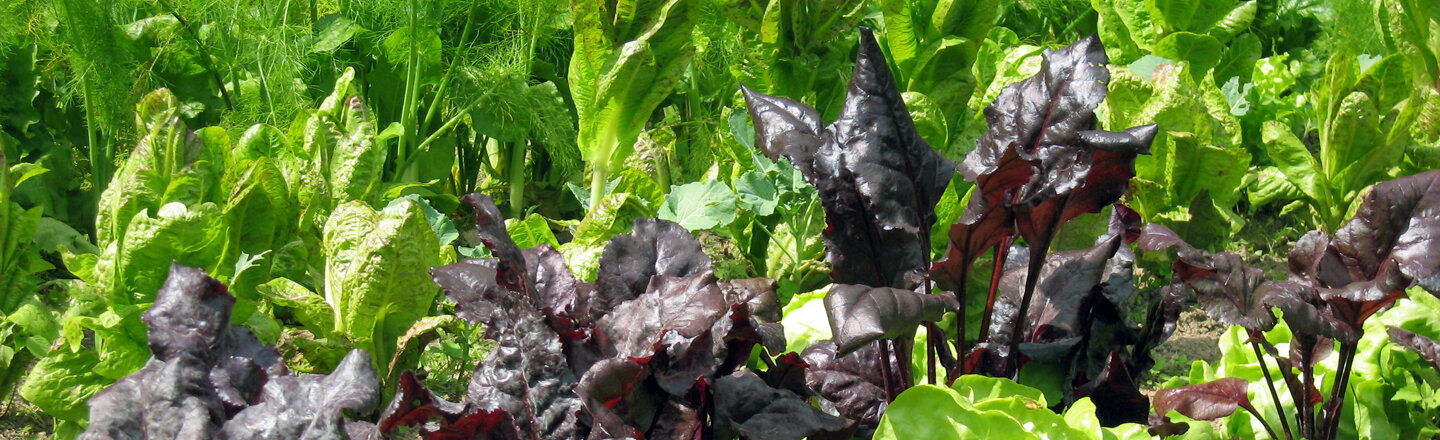 vegetables in mixed culture