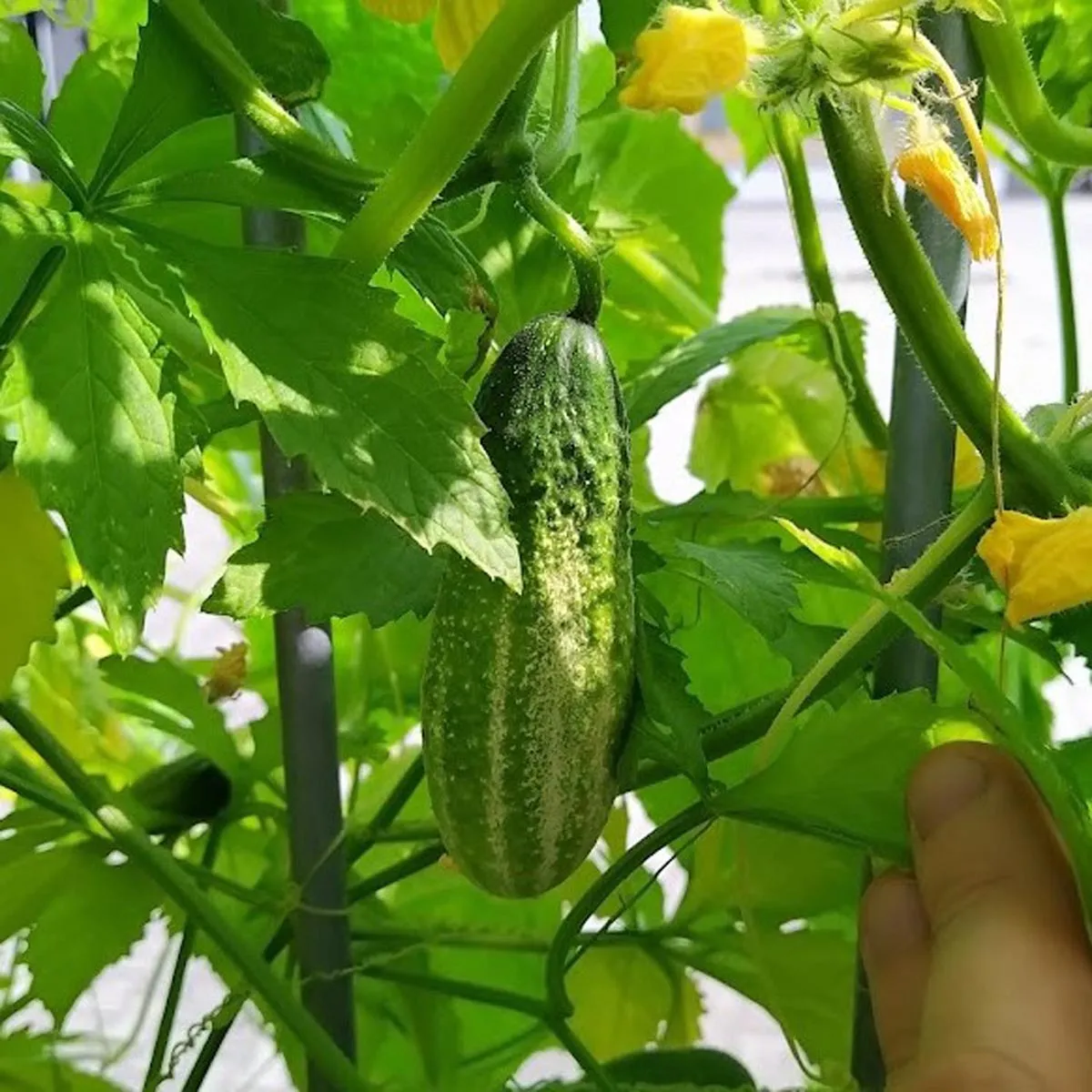 Einlege-Gurke 'Vorgebirgstrauben' (Cucumis sativus) Bio Saatgut