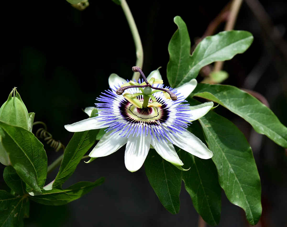Edible climbers