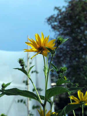 Jerusalem artichoke flower