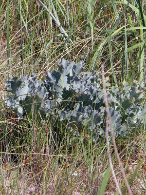 Sea kale (Crambe maritima) with blue-green, wavy leaves among dune grass