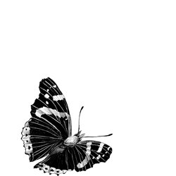 Drawing of a butterfly