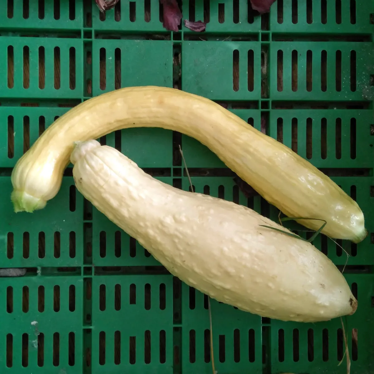 Gelbe Zucchini 'Yellow Crookneck' (Cucurbita pepo) Samen