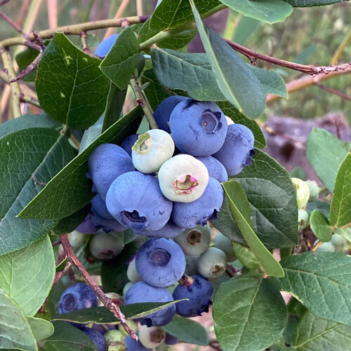 Highbush blueberry (Vaccinium corymbosum) with ripe blue and unripe pale berries