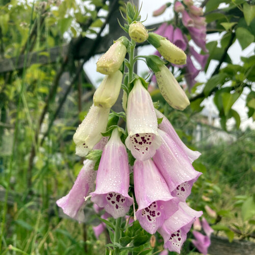 Foxglove (Digitalis purpurea) with pale pink bell flowers spotted inside