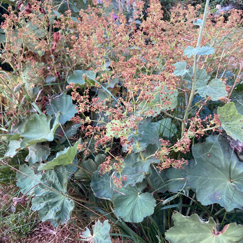 Lady's mantle past flowering with brownish flower heads, before cutting back