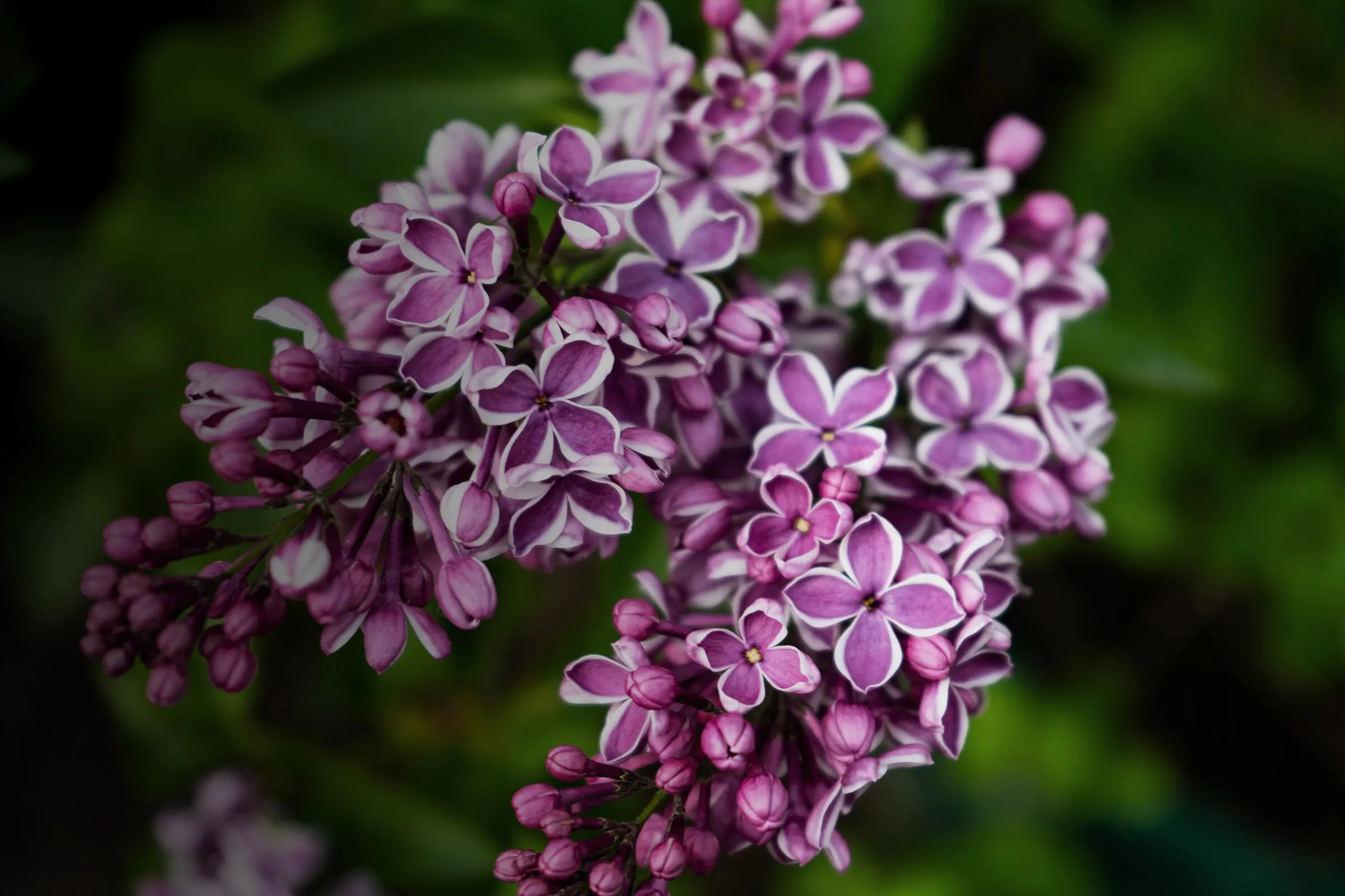 Violette Fliederblüten in Nahaufnahme