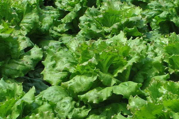 Lettuce growing in the bed