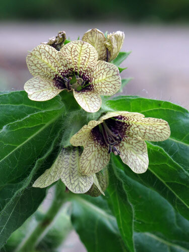 Henbane (Hyoscyamus niger) with pale yellow, purple-veined flowers